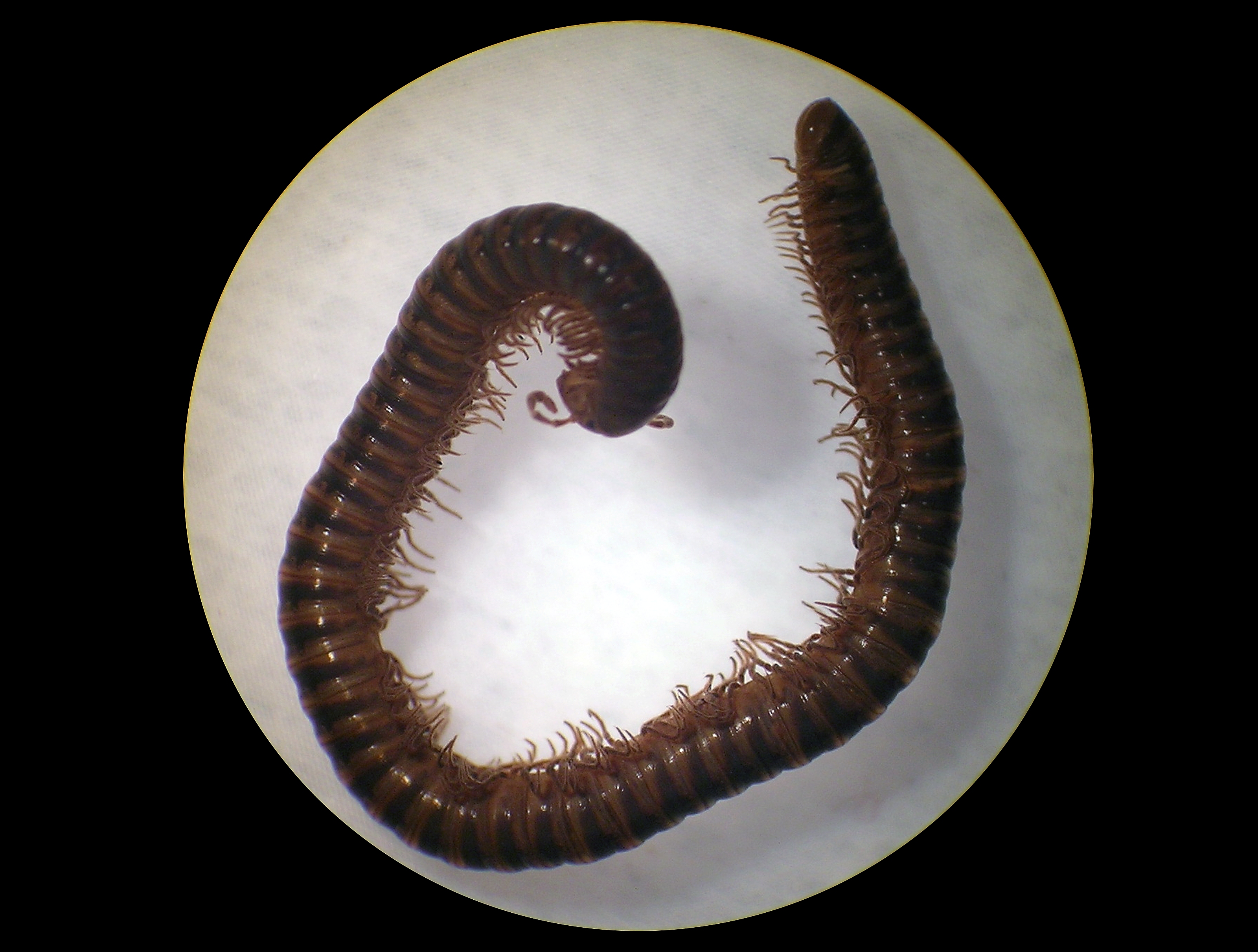 Представитель Семейства Mongoliulidae